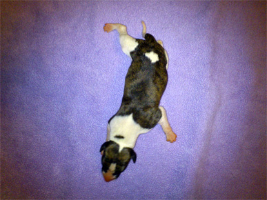 whippet puppy hodowla pagawa